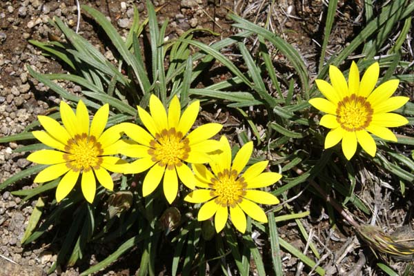 Gazania