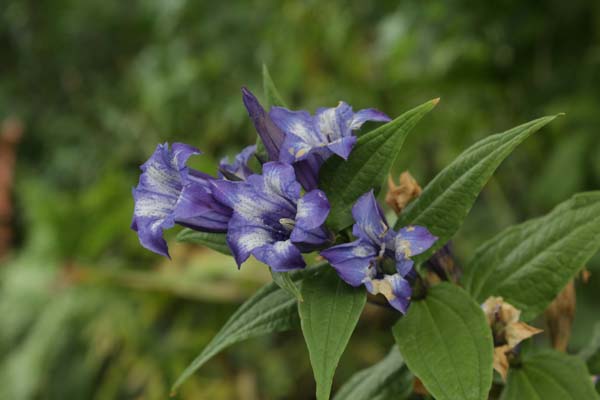 Gentiana asclepiadea 'Knightshayes'