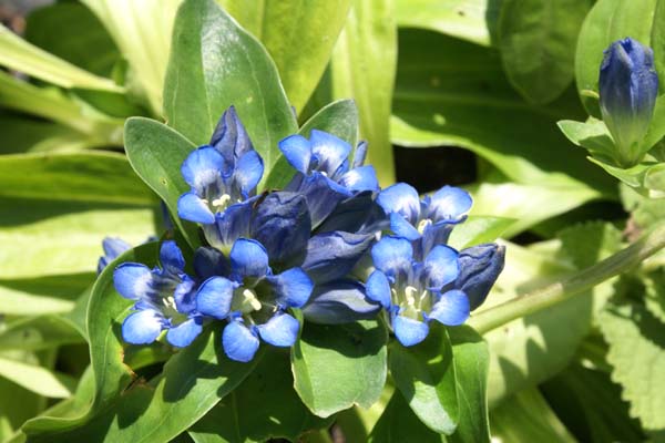 Gentiana cruciata phlogifolia 'Blue Cross'