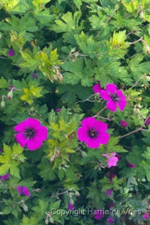 Geranium 'Anne Thomson'