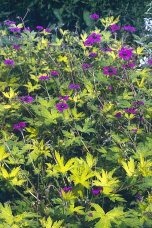 GERANIUM 'Ann Folkard'
