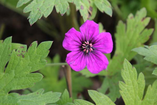 Geranium 'Anne Thomson'