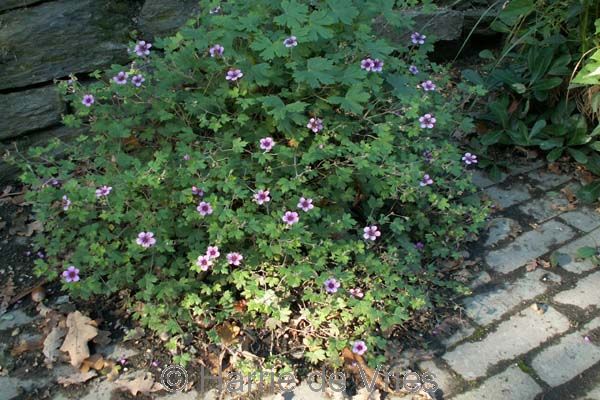 GERANIUM 'Aya'