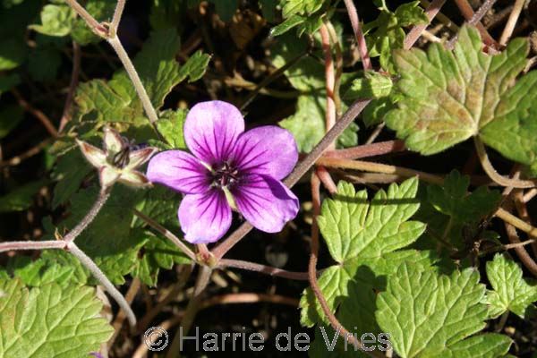 Geranium 'Aya'