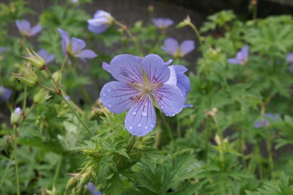 GERANIUM 'Blue Cloud'