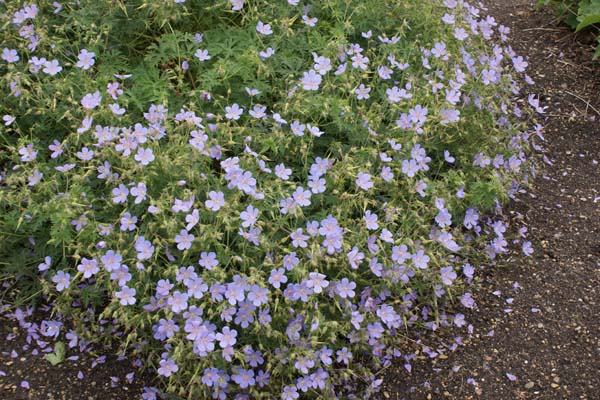 Geranium 'Blue Cloud'
