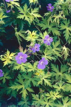 Geranium 'Blue Sunrise'