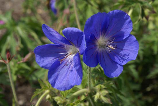 Geranium 'Brookside'