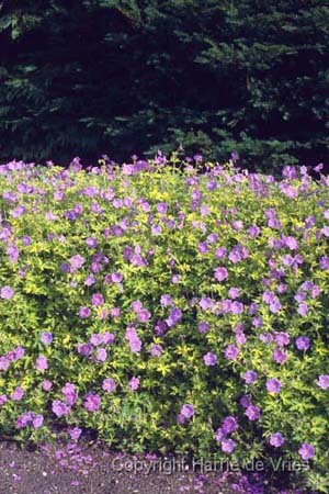 Geranium 'Blue Sunrise'