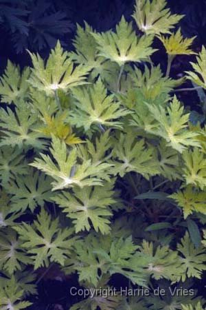 Geranium 'Blue Sunrise'