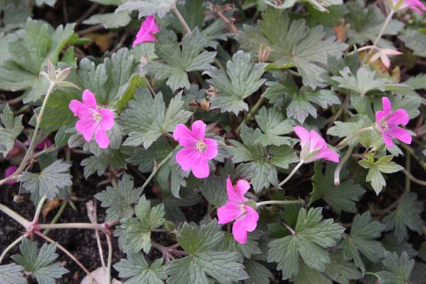 GERANIUM 'Buckland Beauty'