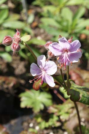 Geranium cantabrigense 'Hanne'