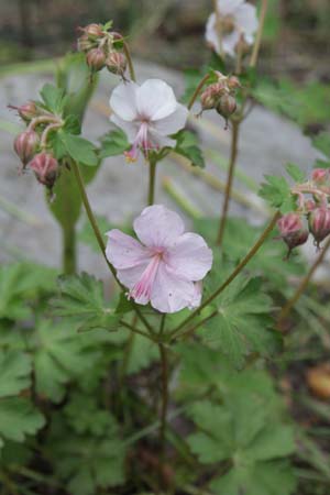 Geranium cantabrigense 'Harz'