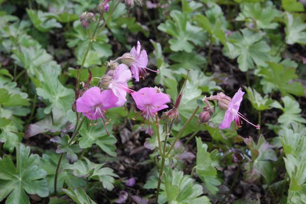 Geranium cantabrigense 'Berggarten'