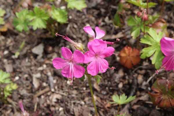 GERANIUM cantabrigense 'Crystal Rose'