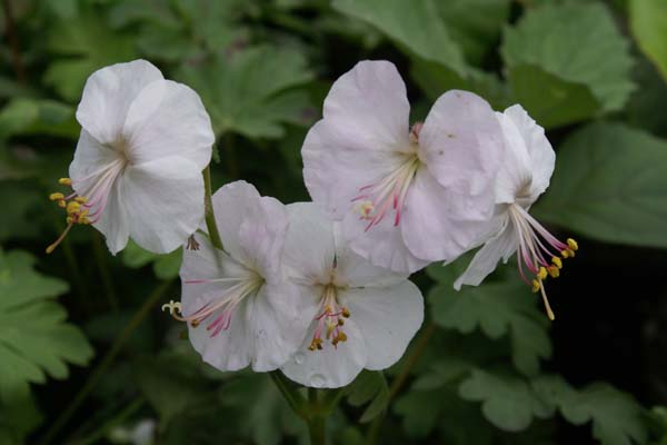 GERANIUM cantabrigense 'St. Ola'