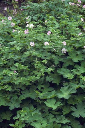 GERANIUM 'Chantilly'
