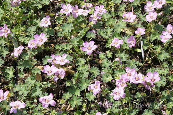 Geranium cinereum 'Alice'