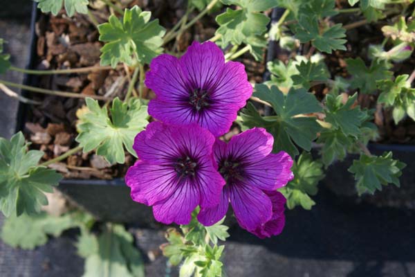 GERANIUM cinereum 'Carol'