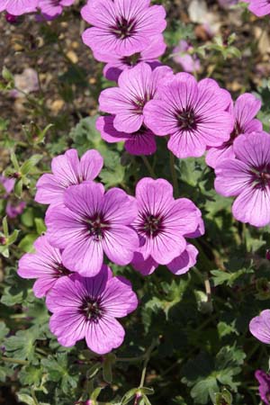 GERANIUM cinereum 'Sateene'