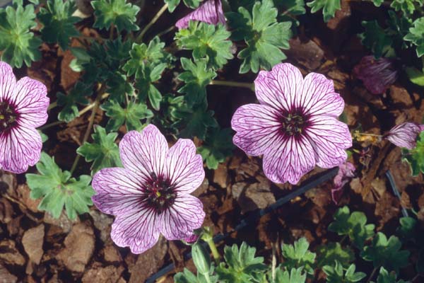 Geranium cinereum 'Ballerina'