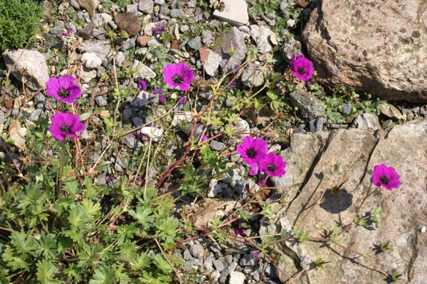 Geranium cinereum subcaulescens