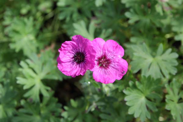Geranium cinereum 'Jolly Jewel Silver'