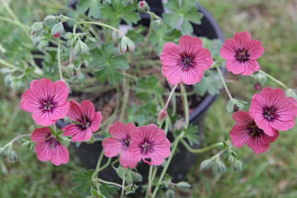 GERANIUM cinereum 'Jolly Jewel Salmon'