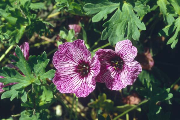 Geranium cinereum 'Laurence Flatman'