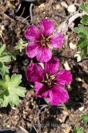 Geranium cinereum 'Purple Pillow'