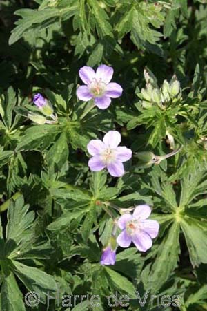 GERANIUM coeruleatum