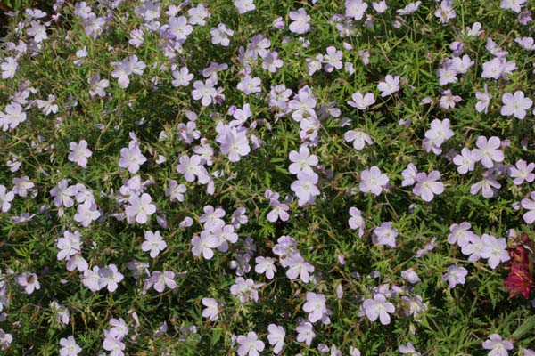 Geranium coeruleatum