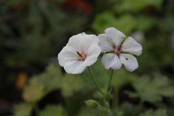 GERANIUM 'Coombland White'