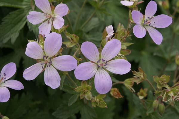 GERANIUM 'Cyril's Fancy'