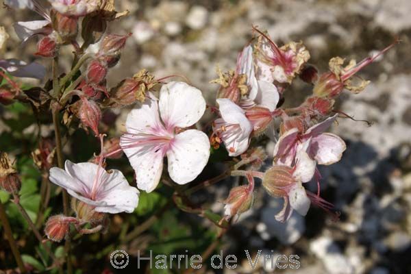 Geranium dalmaticum 'Album'
