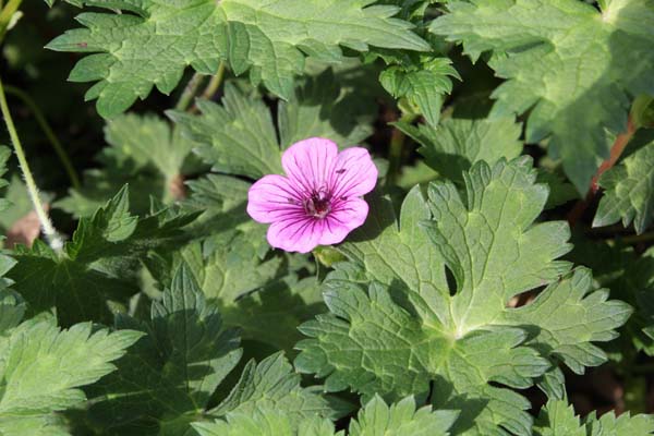 GERANIUM 'Daily Purple'