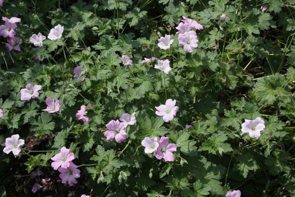 GERANIUM 'Dreamland'