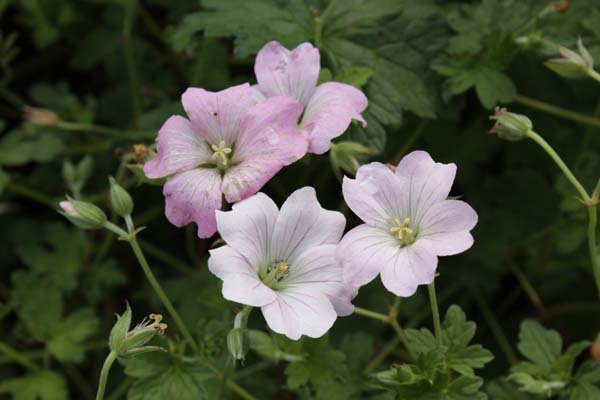 Geranium 'Dreamland'