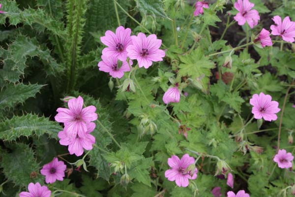 Geranium 'Elworthy Eyecatcher'