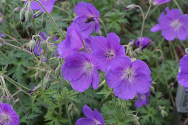 GERANIUM 'Eureka Blue'