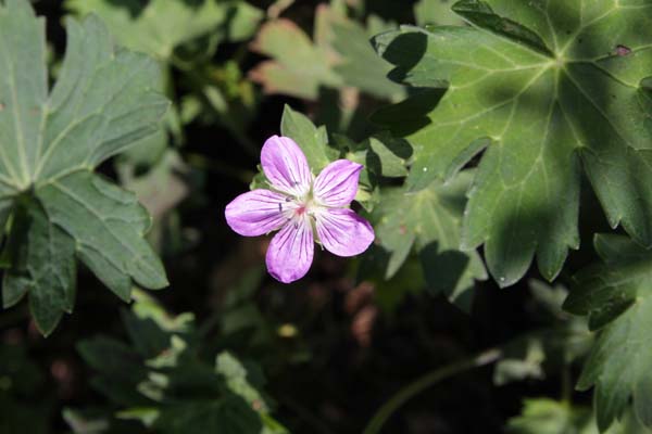 GERANIUM 'Fay Anna'