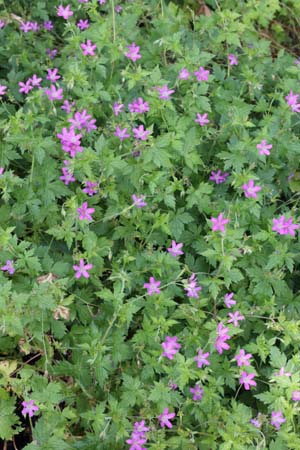 Geranium x oxonianum 'Kate Moss'