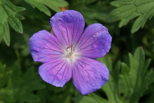 Geranium himalayense 'Baby Blue'
