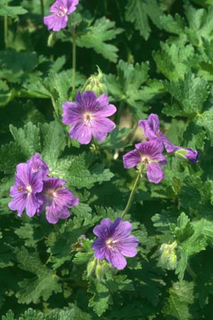 GERANIUM ibericum 'Vital'