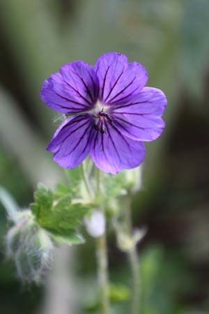 GERANIUM ibericum (ex De Uithof)