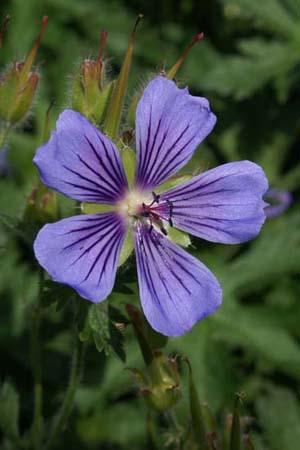Geranium ibericum 'Ushguli Grijs'