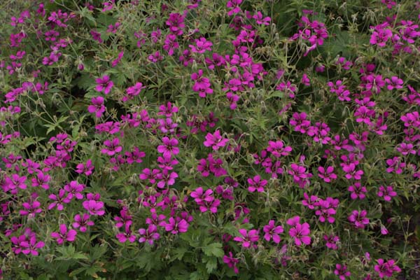Geranium 'Ivybridge Eyeful'