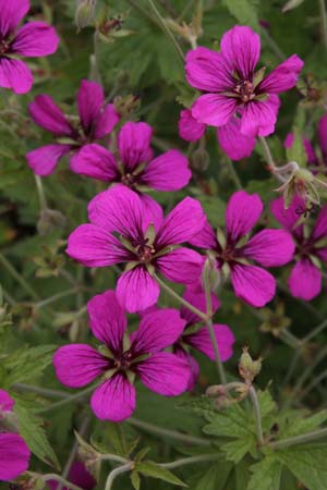 Geranium 'Ivybridge Eyeful'