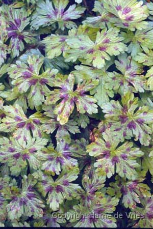 Geranium 'Katherine Adele'