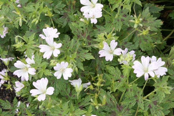 Geranium 'Katherine Adele'